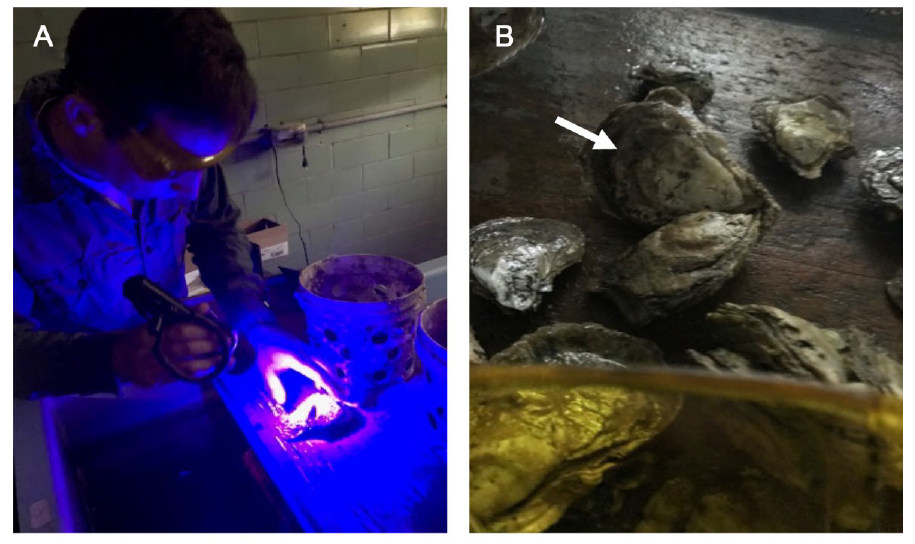 藍(lán)色熒光手電筒和黃色熒光觀察眼鏡檢查牡蠣上的熒光標(biāo)記