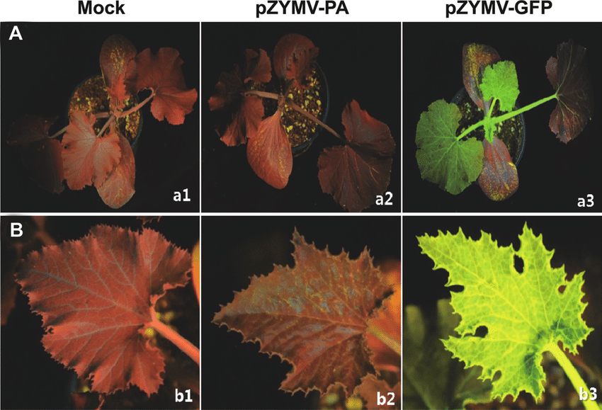 Detection-of-fluorescence-signals-emitted-by-GFP-under-UV-light-on-leaves-of-zucchini.png