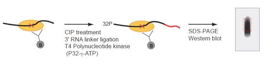 Crosslinking-and-Immunoprecipitation-(CLIP)-4.jpg